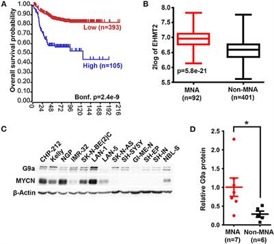 Increased Efficacy of Histone Methyltransferase G9a Inhibitors Against MYCN-Amplified Neuroblastoma